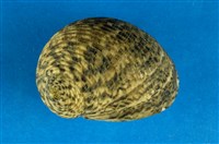 藏品(粗紋蜑螺)的圖片